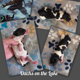 Blade - Black male Dachshund puppy in Grove, Oklahoma from Dachs on the lake