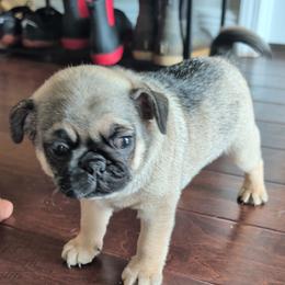 Pug Puppies from Maritza's Pugs