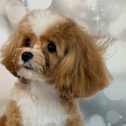 Aussiedoodles, Cavalier King Charles Spaniels, Cavapoos, and Maltipoos from Mc Doodles of Texas LLC