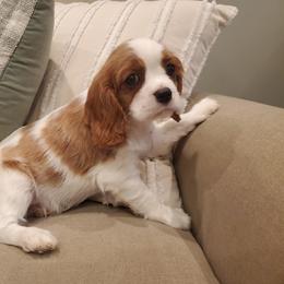 Border Collie and Cavalier King Charles Spaniel Puppies from Magnolia Acres
