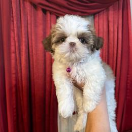 Boy 5 - Liver and white male Shih Tzu puppy in Seguin, Texas from Dolled Up Shih Tzus