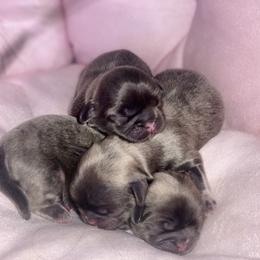 Shih Tzu Puppies from West Coast Shih Tzu/Reno Tzu Haven
