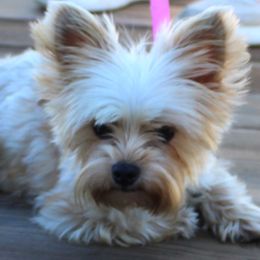 Marigold - Yorkshire Terrier