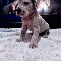 Boy 3 - Great Dane puppy in Wisconsin from Starry Night Great Danes