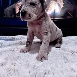 Boy 3 - Great Dane puppy in Wisconsin from Starry Night Great Danes
