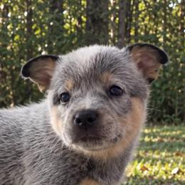 Gelly - Blue speckled female Australian Cattle Dog puppy in Scurry, Texas from RedHorizon AKC Australian Cattle Dogs (Heelers)
