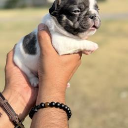 French Bulldog Puppies from Horror Line Frenchies