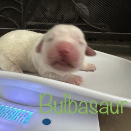 Golden Retriever Puppies from English Creams of Morningstar