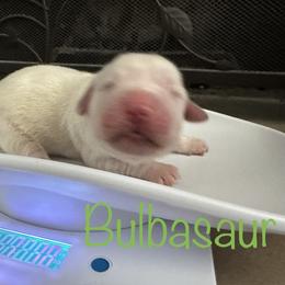Golden Retriever Puppies from English Creams of Morningstar