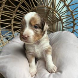 Rapunzel - Red merle female Australian Shepherd puppy in Grants Pass, Oregon from Carmel Mountain Aussies