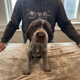 Boy 2 - Brown and gray male Wirehaired Pointing Griffon puppy in Shelley, Idaho from Western Gundogs