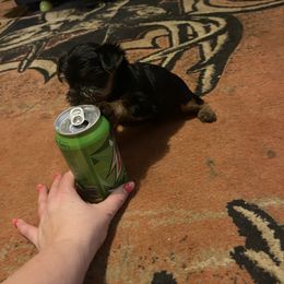 Chihuahua, Pomeranian, and Yorkshire Terrier Puppies from Pampered Pups Kennel