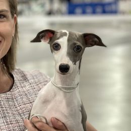 Gemma - Italian Greyhound