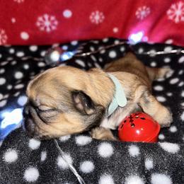 Shih Tzu Puppies from D’s Shih Tzu