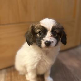Holly - Female - White and sable female Papillon puppy in Blue Ridge, Georgia from Butterfly Ridge