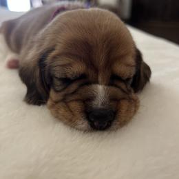 Valentina - Red black and white female Beagle puppy in Brownsboro, Texas from Willow Bark Beagles