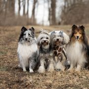Lowchen from PreVi Kennels