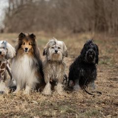Lowchen from PreVi Kennels