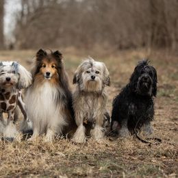 Lowchen from PreVi Kennels