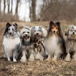 Lowchen from PreVi Kennels