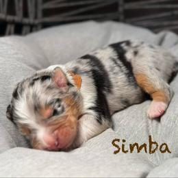 Simba - Blue merle male Australian Shepherd puppy in Blythewood, South Carolina from One Tribe Aussies