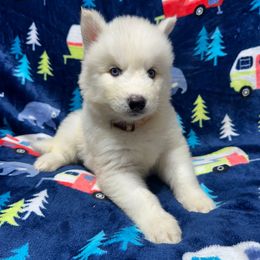 AKC Triton (Brown collar) - White male Siberian Husky puppy in Centreville, Maryland from Huskies By the Bay
