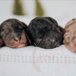 Blue collar - Black and tan male Cockapoo puppy in Missoula, Montana from Big Sky Cockapoos