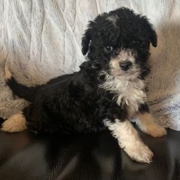 Buddy - Black and white male Cavapoo puppy in Salt Lake City, Utah from Premier Paws