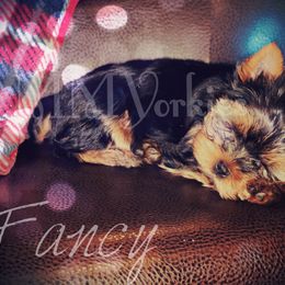 Yorkshire Terrier Puppies from Majestic Mountain Yorkies