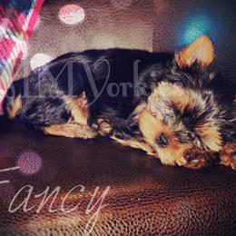 Yorkshire Terrier Puppies from Majestic Mountain Yorkies