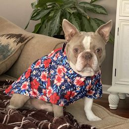 Rocco - Boston Terrier