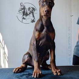 CROPPED Red Collar - Sapphire x Sage Litter - Red and rust male Doberman Pinscher puppy in Spencer, Indiana from Jackson's Dobermans