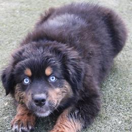 Winton - Black tri-color male Australian Shepherd puppy in Sonoita, Arizona from Gardner Canyon Kennels