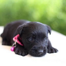 Girl 2 - female Scottish Terrier puppy in Mount Joy, Pennsylvania from K&M Kennel