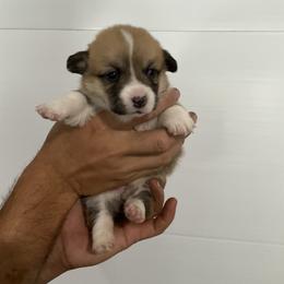 Goldie - Red female Pembroke Welsh Corgi puppy in Morgantown, Pennsylvania from GoldStar Corgis (License Number 18519)