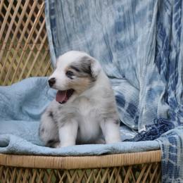 Australian Shepherd Puppies from Indigo Grove Aussies