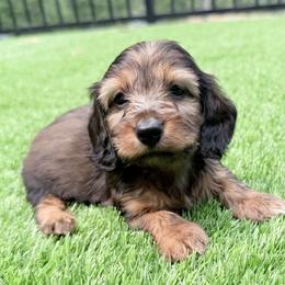 Beckley - Red male Dachshund puppy in Richmond, Virginia from Irresistible Dachshunds & Cavaliers