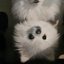 Pomeranian Puppies from Sparkle Plenty Poms