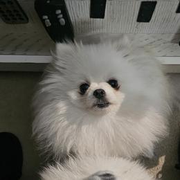 Pomeranian Puppies from Sparkle Plenty Poms