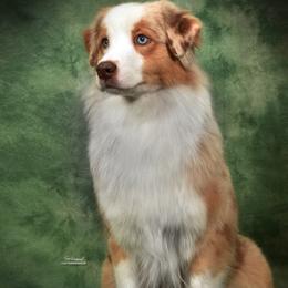 Viper - Australian Shepherd