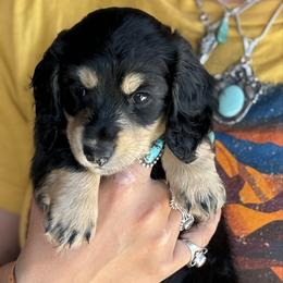 Black and cream girl 1-reserved - Black and cream female Dachshund puppy in Wickenburg, Arizona from Glossy Doxies