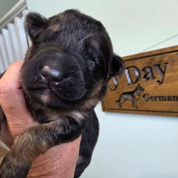 Serenade - Black and red female German Shepherd puppy in Columbus, Indiana from Stony Lonesome GSD