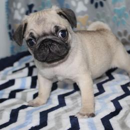 Homer - Fawn male Pug puppy in Tuscola, Illinois from Dream on puppies