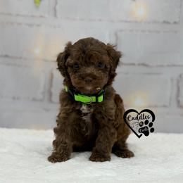 Titan (brown sable) - Sable male Poodle puppy in Nashville, Arkansas from Cuddles n Curls