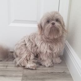 Halo - Shih Tzu