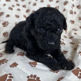 Scar - Black male Poodle puppy in Mayville, Michigan from Kathy Maize