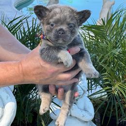 Dalton - Tricolors male French Bulldog puppy in Palm Coast, Florida from Calypso Island French Bulldogs
