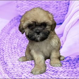Poppy - Black gold and white female Shih Tzu puppy in Tuscola, Illinois from Dream on puppies