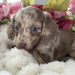 Bluey - Fawn (isabella) and cream female Dachshund puppy in Bentonville, Arkansas from T & D Dachshunds by design