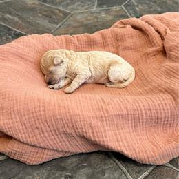 Willow - Cream female Cockapoo puppy in Mesa, Arizona from Goldenpaw Cockapoos